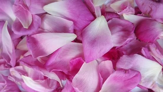 Close-up of rose petals. Natural background, pink