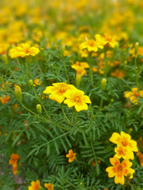 istock Bright little yellow marigolds 2150631800