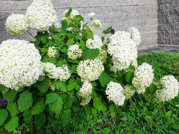 istock Hydrangea bush near the house 2150631826