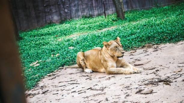 istock Female lion, Lioness on the ground 2150632154
