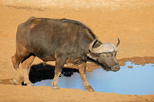 African of Cape buffalo (Syncerus caffer) at a waterhole, Mokala National Park, South Africa