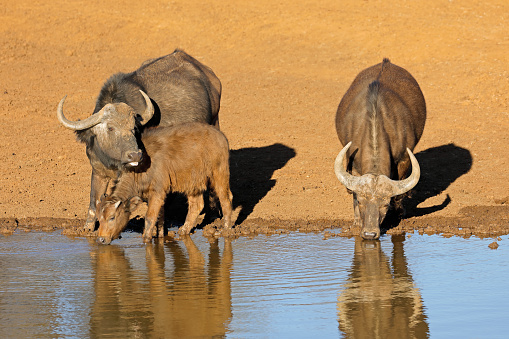 African of Cape buffaloes (Syncerus caffer) drinking at a waterhole, Mokala National Park, South Africa