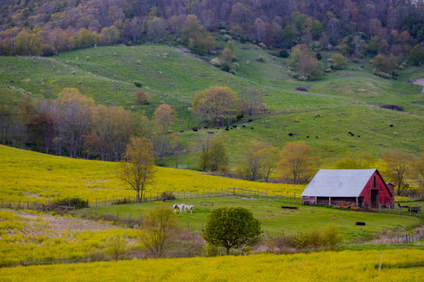 istock Spring on the farm in Appalachia 2150633937