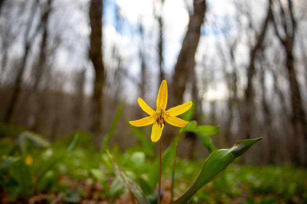 Trout Lily growing in the forest
