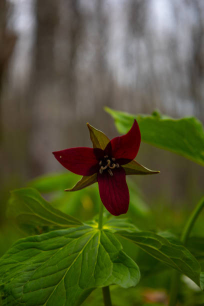 Red trillium in the woods
