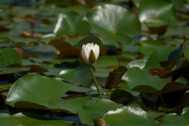 Leaves and water lilies floating on the water surface