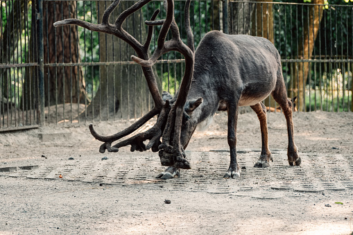 A reindeer browses in captivity, its majestic antlers and velvety fur a testament to its Arctic origins.