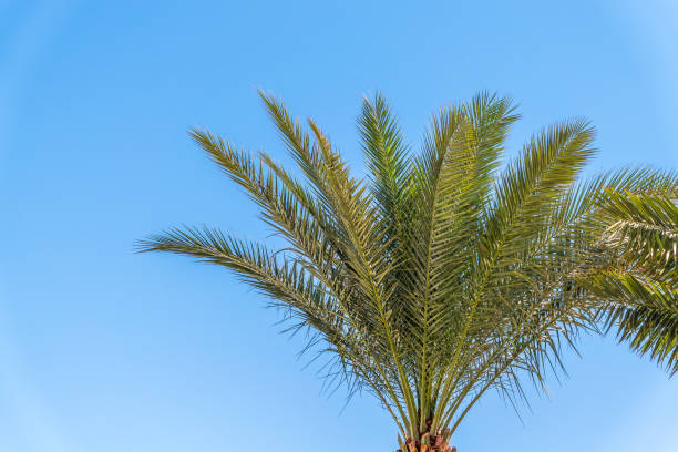 istock Palm tree with green leaves on blue background 2150636154