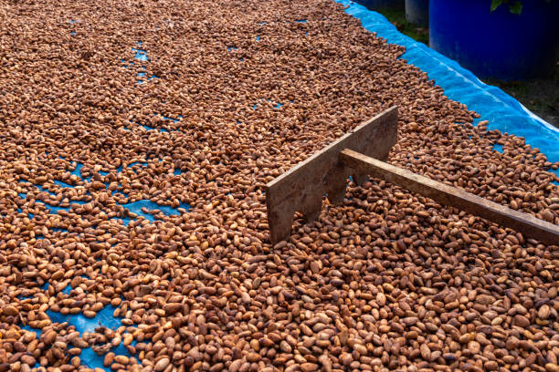 istock Cocoa beans and cocoa pod on a wooden surface. 2150636235
