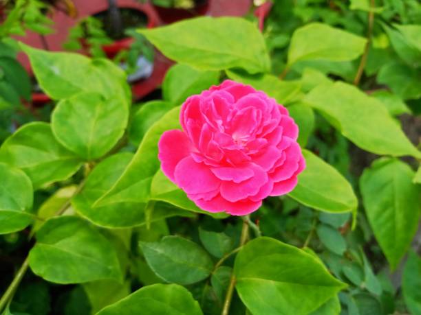 istock pink roses on a green background 2150636508