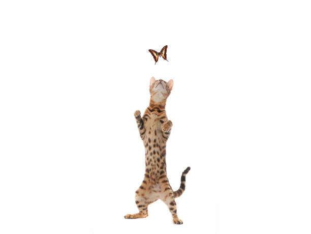 istock Bengal cat standing on its hind legs isolated on a white background. 2150638917