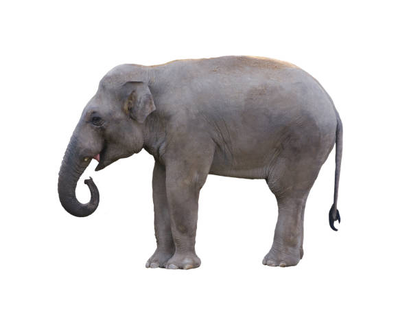 asian elephant isolated on white background