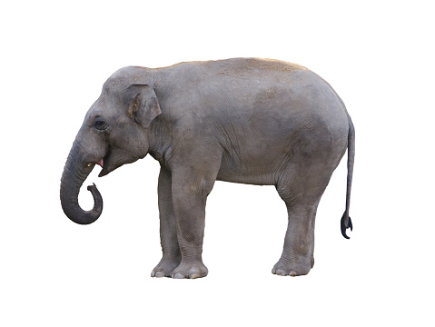 Asian elephant isolated on white