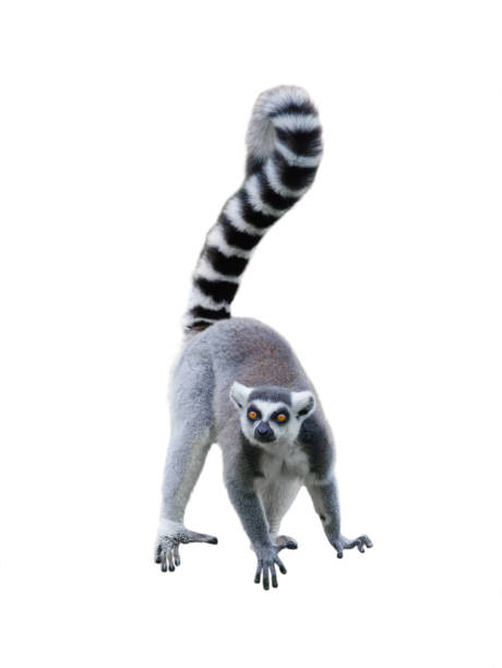 lemur with raised tail isolated on white background
