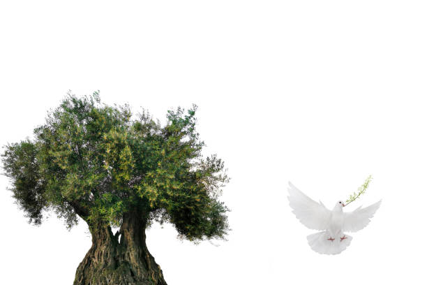 istock olive tree and white dove flying with olive branch in its beak isolated on white background 2150638943
