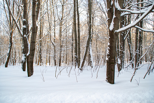 Trees with bare branches without leaves in a winter park. Forest covered with snow.