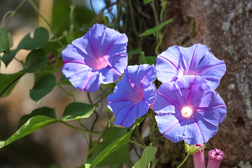 Beautiful blooming Blue dawn flower Ipomoea indica, blue morning glory in the garden. Natural background.