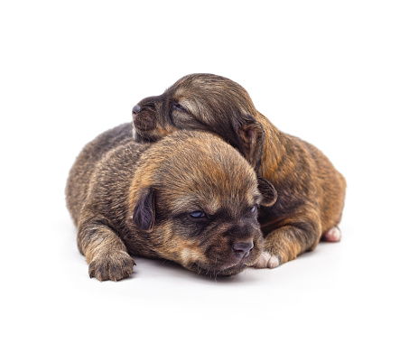 Two little puppies isolated on a white background.