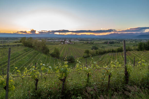 istock Spring sunset in the vineyards of Rosazzo 2150641385