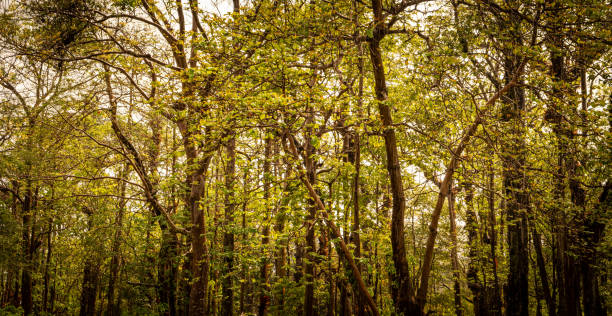istock Mixed forest, green deciduous trees The rich natural ecosystem of the rainforest concept is about conservation and natural reforestation. 2150641499