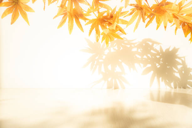 Wall interior background, studio and backdrops show leaf products.with shadow from window color beige and white. background for text insertion and presentation product