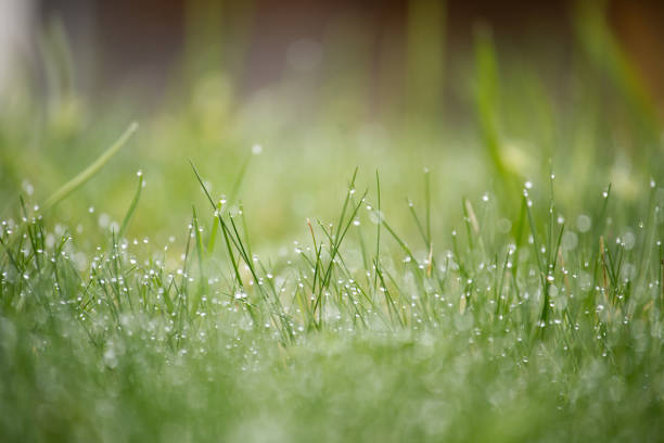 Delicate detail of the dewdrops evoking the vitality and tranquility Vibrant green field of grass covered in glistening water droplets, background is out of focus, contributing to a vitality and tranquil atmosphere extreme close up of blades of grass stock pictures, royalty-free photos & images