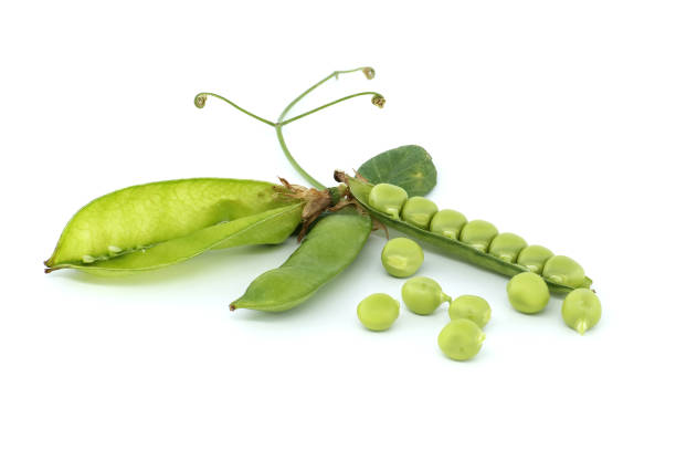 Image of green peas, beans harvested in spring