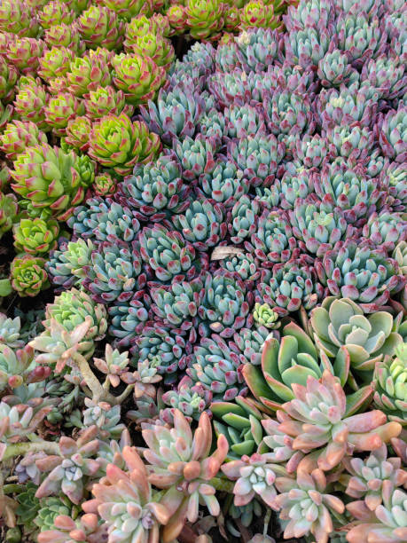 istock Miniature succulent plants. Banner design 2150643184