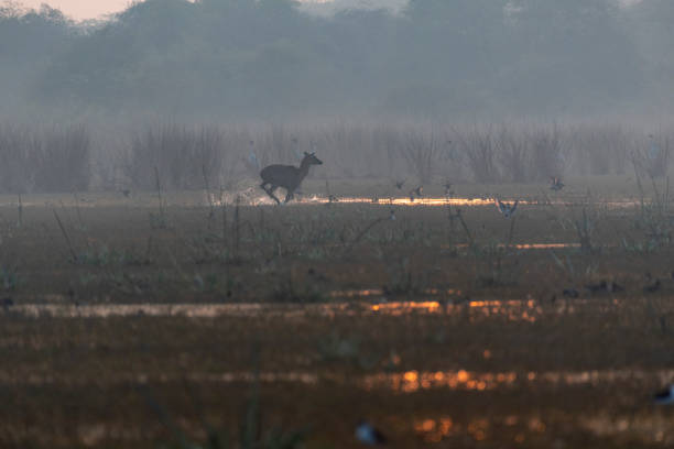istock A sunset scene from the wetlands 2150643248