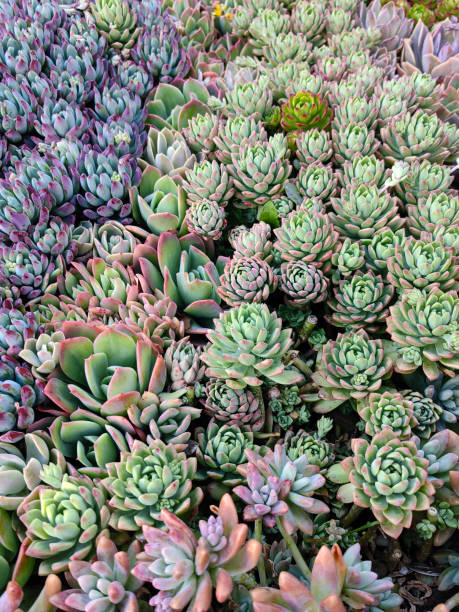 istock Miniature succulent plants. Banner design 2150643348