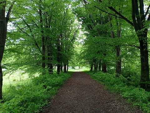 A picturesque unpaved straight road in the park in spring. A road for walking in the park.