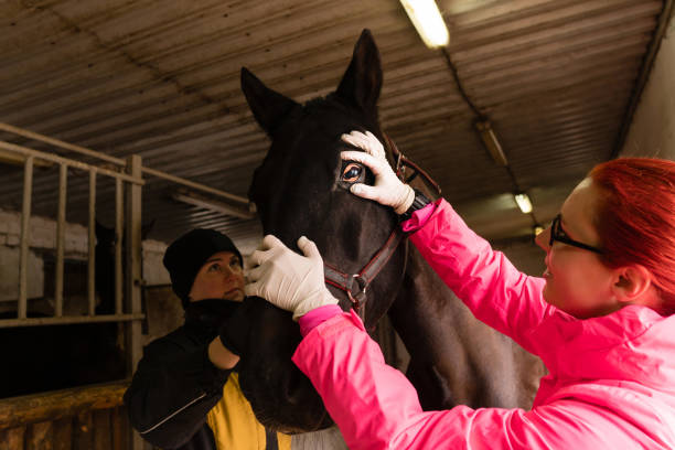 istock Equine vet examining black horse's eye 2150643555