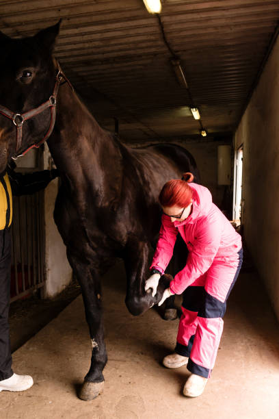 istock Veterinarian checking black horse's hoof 2150643557