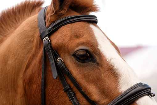 Close-up of bridled horse's head, side view. Equestrian sport. Horseback riding school background