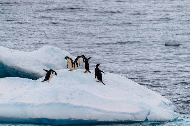 istock Adelie Penguins in Antarctica 2150643699