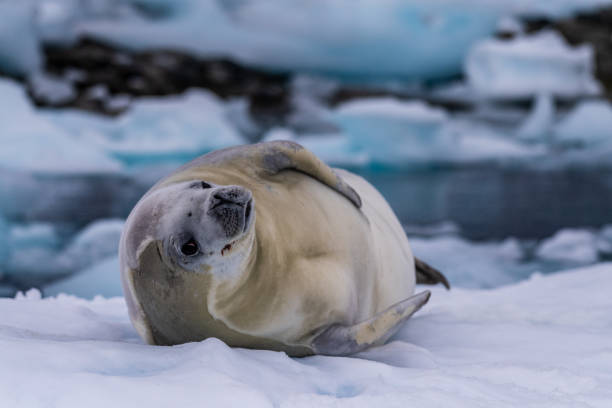 istock Crabeater Seal resting on a sheet of ice 2150643707