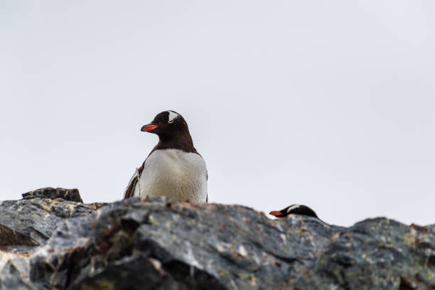 Close-up of Gentoo Penguin -Pygoscelis papua- at Cuverville Island, on the Antarctic Peninsula