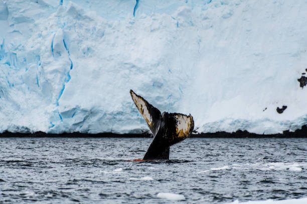 istock Tail of a humpback whale in the Antarctic 2150643754