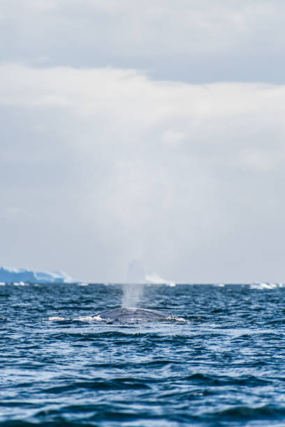 istock Sleeping Humpback whale in the Graham passage 2150643757