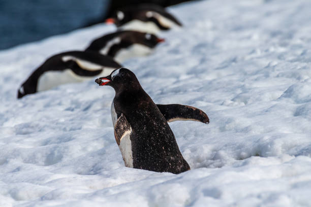 istock Close-up of a Gentoo Penguin on Trinity Island. 2150643769