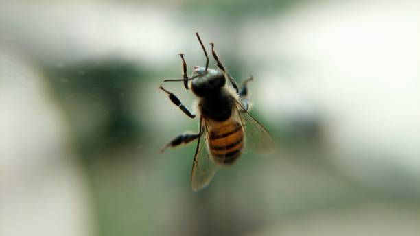 istock honeybee on glass closeup view 2150643890