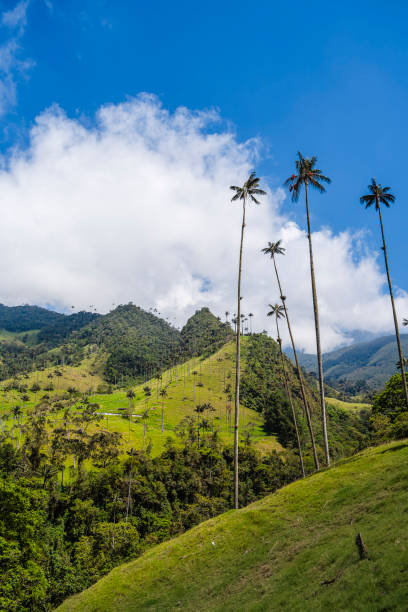 istock Cocora Valley, Colombia 2150644271