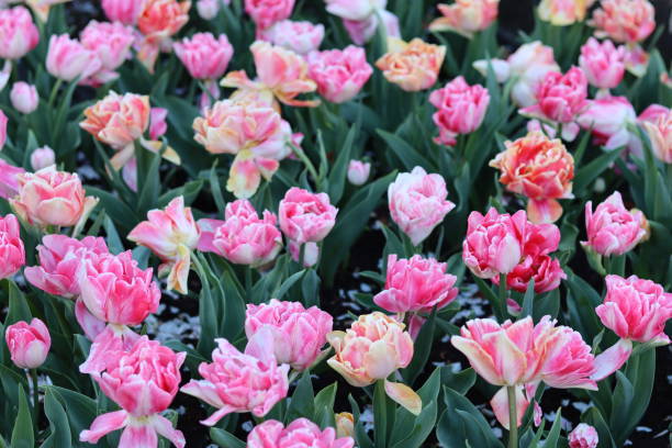 istock Pastel coloured tulips in a spring garden 2150644847