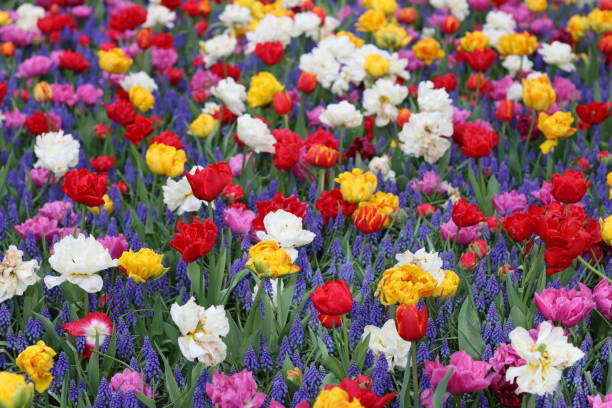 istock Multi coloured tulips and blue muscari in a spring garden 2150646199