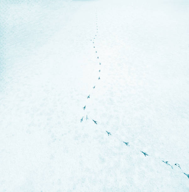 istock Bird footprints in the morning snow. 2150646522