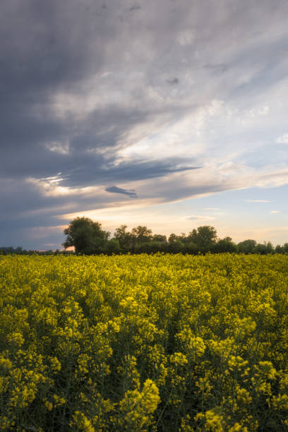 istock Waiting for sunset after the spring storm 2150646946