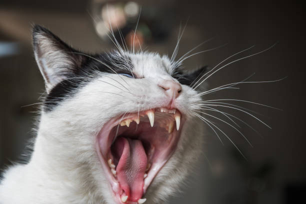 a black and white cat with its mouth wild open - boca de animal imagens e fotografias de stock