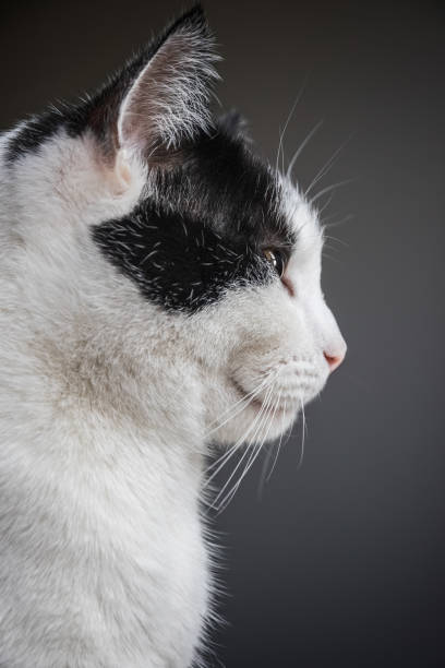 Portrait of a black and white cat, profile view