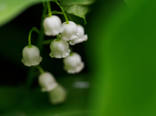 Lily-of-the-valley