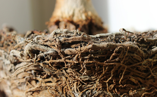 Structure Of Dracaena Palm Roots In Plant Pot Macro Shot Stock Photo